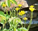 Arnica chamissonis