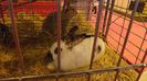 DSCF0293