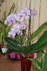 DORITAENOPSIS TAIDA SWEET BERRY