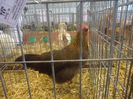 DSC02519