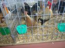 DSC02551