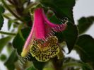 Kohleria Luci s Super Gril