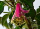 Kohleria Luci s Super Gril