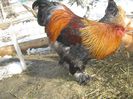 gaini 09.02.2013 068