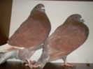 SAM_0431