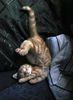 Kitty