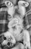 Kitty