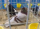 S8305338