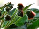 Kohleria Luci s ???