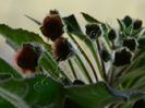 Kohleria Luci s ???