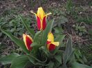hetyke tulipán - lalele