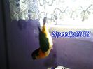 2014-02-24 -  Caique Jojo .