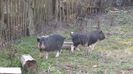 Porci vietnamezi