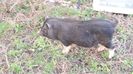 Porci vietnamezi