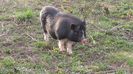 Porci vietnamezi