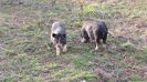 Porci vietnamezi