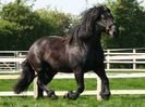 heavyhorsepercheronbreed