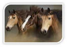 latcaballos1
