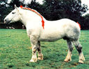 percheron