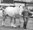 percheron01