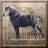 percheron-draft-horse-in-harness-bethany-caskey