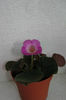 HCY's Persephona