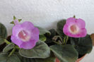 HCY's Blue Dolphin ; HCY's Persephona