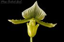 Paphiopedilum Maudiae Green