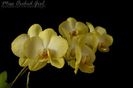 Phalaenopsis Golden Jaguar