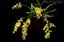Oncidium Pupukea Sunset