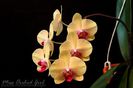 Phalaenopsis Golden Treasure