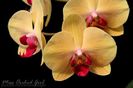 Phalaenopsis Golden Treasure
