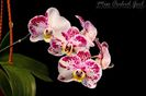 Phalaenopsis Hybrid