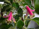 Kohleria Luci s Super Girl