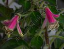 Kohleria Luci s Super Girl