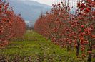 Persimmon sau Kaki sau curmal oriental