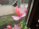 Pink Stellar Geranium (2014, Feb.23)