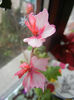Pink Stellar Geranium (2014, Feb.23)