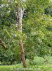 Arborele de cuisoara