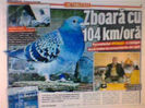Unul dintr-e cei mai rapizi porumbei din Romania.Printul