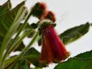 Kohleria Luci s ???