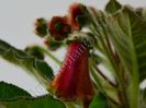 Kohleria Luci s ???