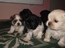 pui de Shih-tzu