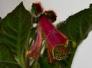 Kohleria Luci s ???