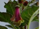 Kohleria Luci s ???