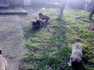 IMG1181A