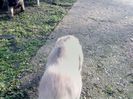 IMG1183A