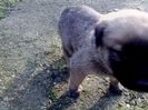 IMG1184A
