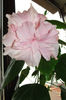 Clasic Pink