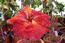 Garden Delight